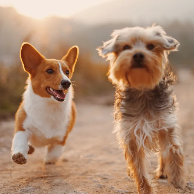 Two dogs running outdoors
